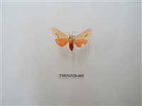 藏品(人紋污燈蛾)的圖片